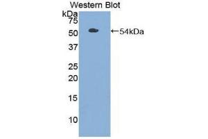 Western Blotting (WB) image for anti-Toll-Like Receptor 3 (TLR3) (AA 727-905) antibody (ABIN1860769) (TLR3 anticorps  (AA 727-905))