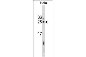 Western blot analysis in Hela cell line lysates (35ug/lane). (RCAS1 anticorps  (AA 88-117))