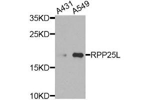 Western blot analysis of extracts of various cell lines, using RPP25L antibody (ABIN6003621) at 1/1000 dilution. (RPP25L anticorps)