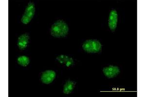Immunofluorescence of purified MaxPab antibody to EXOSC5 on HeLa cell. (EXOSC5 anticorps  (AA 1-235))