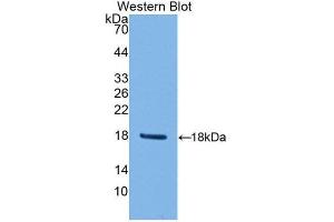 Western Blotting (WB) image for anti-Peroxiredoxin 2 (PRDX2) (AA 6-164) antibody (ABIN1860304) (Peroxiredoxin 2 anticorps  (AA 6-164))