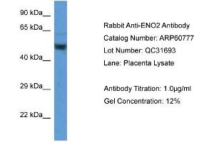 Western Blotting (WB) image for anti-Enolase 2 (Gamma, Neuronal) (ENO2) (Middle Region) antibody (ABIN786269) (ENO2/NSE anticorps  (Middle Region))