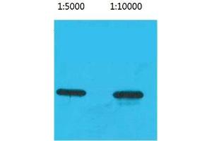 Western Blot (WB) analysis of Recombinant ECFP Protein using ECFP-Tag Monoclonal Antibody. (ECFP anticorps)