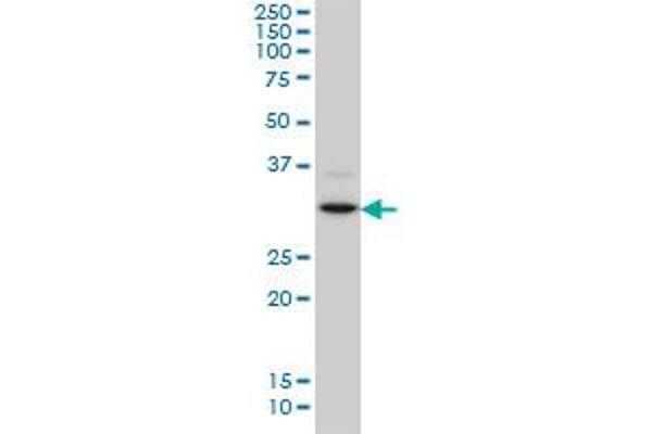 CDK4 anticorps  (AA 211-303)