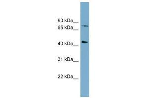 FZD6 antibody used at 1 ug/ml to detect target protein. (FZD6 anticorps)