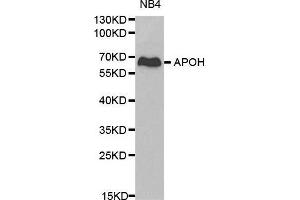 Western blot analysis of NB4 cell lysate using APOH antibody. (APOH anticorps  (AA 21-345))