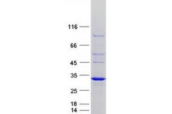 RND2 Protein (Myc-DYKDDDDK Tag)