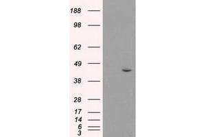 Image no. 1 for anti-Mitogen-Activated Protein Kinase 8 (MAPK8) (AA 1-384) antibody (ABIN1490768) (JNK anticorps  (AA 1-384))