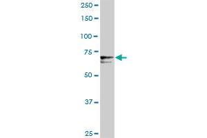 PROS1 MaxPab rabbit polyclonal antibody. (PROS1 anticorps  (AA 1-676))