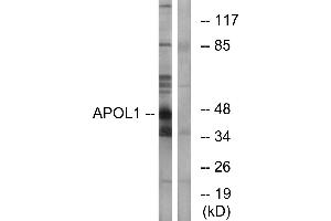 Western blot analysis of extracts from A549 cells, using APOL1 antibody. (APOL1 anticorps)