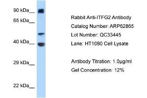Western Blotting (WB) image for anti-Integrin alpha FG-GAP Repeat Containing 2 (ITFG2) (Middle Region) antibody (ABIN970971) (ITFG2 anticorps  (Middle Region))