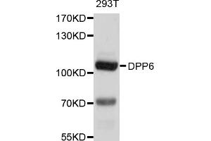 Western blot analysis of extracts of 293T cells, using DPP6 antibody (ABIN5997616) at 1/1000 dilution. (DPP6 anticorps)