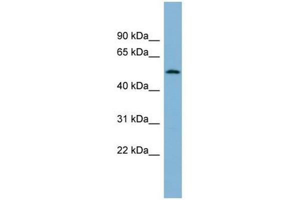 CNOT11 anticorps  (N-Term)