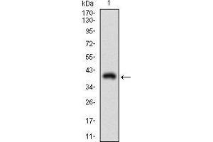 Western Blotting (WB) image for anti-CD90 (THY1) (AA 17-132) antibody (ABIN1724884)