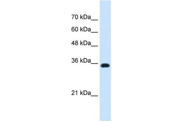 ATP1B1 anticorps  (Middle Region)