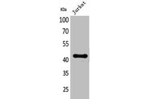 Western Blot analysis of Jurkat cells using BMP-8A Polyclonal Antibody (BMP8A anticorps  (Internal Region))