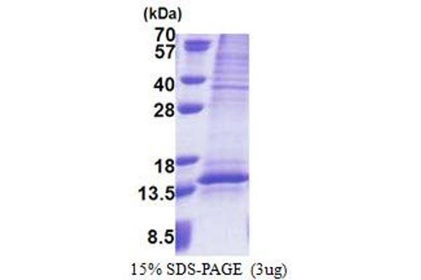 UQCRQ Protein (AA 1-82) (His tag)