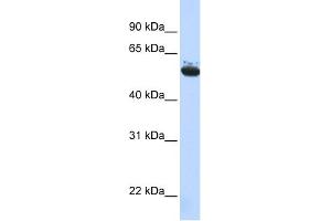 WB Suggested Anti-ARCN1 Antibody Titration: 0. (ARCN1 anticorps  (Middle Region))