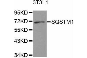 Western blot analysis of extracts of 3T3-L1 cells, using SQSTM1 antibody (ABIN5998956) at 1/1000 dilution. (SQSTM1 anticorps)