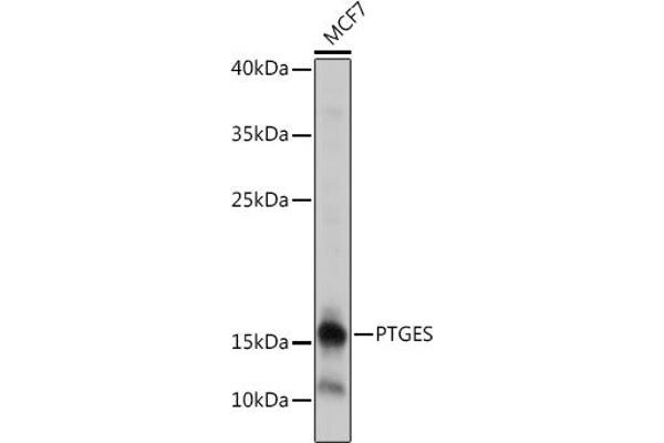 Prostaglandin E Synthase anticorps