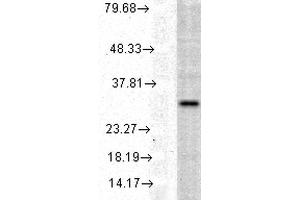 Western blot analysis of Human Cell line lysates showing detection of HO-1 protein using Rabbit Anti-HO-1 Polyclonal Antibody . (HMOX1 anticorps  (APC))