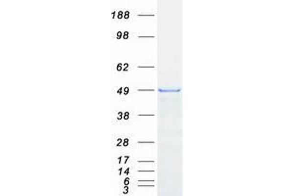 ZFYVE27 Protein (Transcript Variant 2) (Myc-DYKDDDDK Tag)