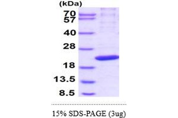 POLR2H Protein (AA 1-150) (His tag)