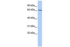 Image no. 1 for anti-Zinc Finger Protein 530 (ZNF530) (AA 72-121) antibody (ABIN6740454) (ZNF530 anticorps  (AA 72-121))