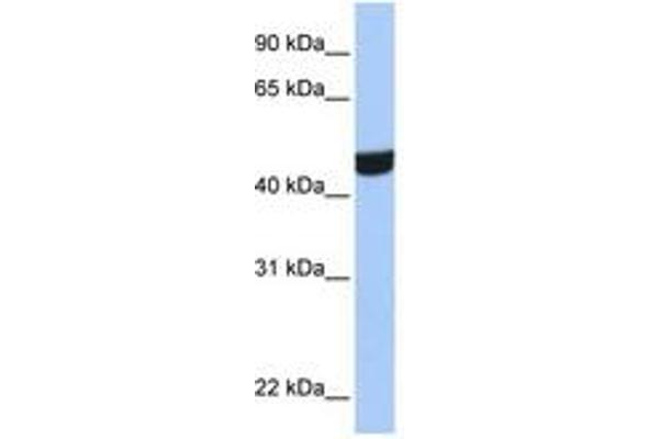 ZNF550 anticorps  (AA 130-179)