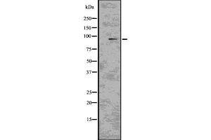 Western blot analysis of CD22 using COS7 whole  lysates. (CD22 anticorps)