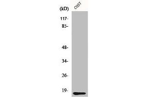 Western Blot analysis of COS7 cells using CYCS Polyclonal Antibody (Cytochrome C anticorps  (N-Term))