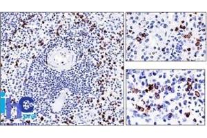 Formalin-fixed, paraffin-embedded human Spleen stained with CD57 Monoclonal Antibody (NK-1). (CD57 anticorps)