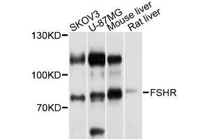 Western blot analysis of extracts of various cell lines, using FSHR antibody (ABIN5970692) at 1/1000 dilution. (FSHR anticorps)