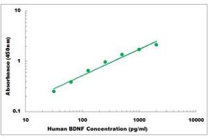 Representative Standard Curve (BDNF Kit ELISA)