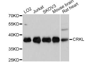 Western blot analysis of extracts of various cell lines, using CRKL Antibody. (CrkL anticorps)