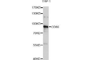 Western blot analysis of extracts of THP-1 cells, using CD86 Antibody (ABIN5970542) at 1/1000 dilution. (CD86 anticorps)