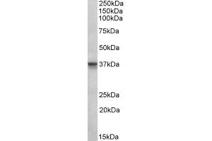 AP23220PU-N POLDIP2 antibody staining of MCF7 lysate at 1 µg/ml (35µg protein in RIPA buffer). (POLDIP2 anticorps  (Internal Region))