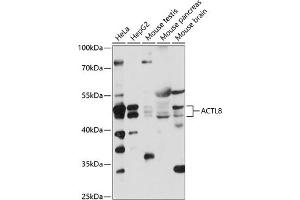 Western blot analysis of extracts of various cell lines, using  antibody (ABIN7265388) at 1:1000 dilution. (Actin-Like 8 anticorps  (AA 1-366))