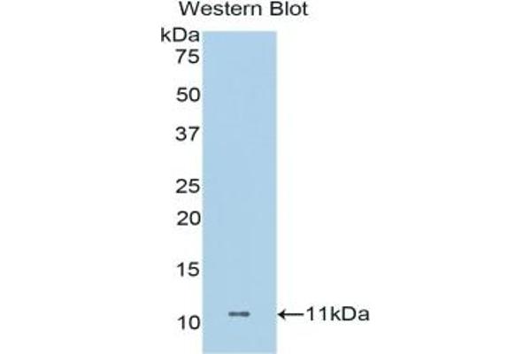 Dermcidin anticorps  (AA 18-110)