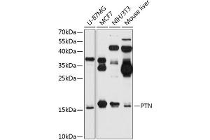 Western blot analysis of extracts of various cell lines, using PTN antibody (ABIN6133878, ABIN6146431, ABIN6146432 and ABIN6218276) at 1:1000 dilution. (Pleiotrophin anticorps  (C-Term))