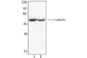 Western Blotting (WB) image for anti-Tubulin, gamma (TUBG) antibody (ABIN2666377) (gamma Tubulin anticorps)