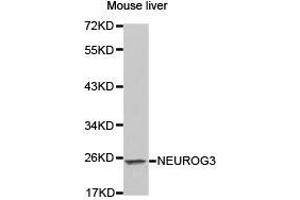 Western Blotting (WB) image for anti-Neurogenin 3 (NEUROG3) antibody (ABIN1873885) (Neurogenin 3 anticorps)