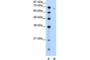 Western Blotting (WB) image for anti-Fibrinogen alpha Chain (FGA) antibody (ABIN2462469) (FGA anticorps)