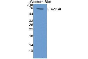Western Blotting (WB) image for anti-Thrombopoietin (THPO) (AA 25-298) antibody (ABIN1980521) (Thrombopoietin anticorps  (AA 25-298))