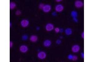 Immunofluorescence analysis of Rat liver tissue using Histone H3 Monoclonal Antibody at dilution of 1:200. (Histone 3 anticorps)