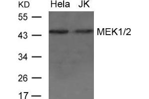 Western blot analysis of extract from Hela and JK cells using MEK1/2 Antibody (MEK1 anticorps  (AA 235-239))