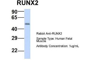 Host:  Rabbit  Target Name:  RUNX2  Sample Type:  Human Fetal Muscle  Antibody Dilution:  1. (RUNX2 anticorps  (N-Term))