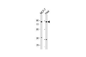 Western Blot at 1:1000 dilution Lane 1: MCF-7 whole cell lysate Lane 2: Hela whole cell lysate Lysates/proteins at 20 ug per lane. (FRS2 anticorps  (AA 275-303))