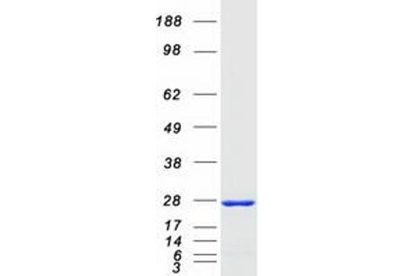 RAB13 Protein (Myc-DYKDDDDK Tag)