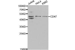 Western Blotting (WB) image for anti-CD47 (CD47) (AA 20-140) antibody (ABIN3022624) (CD47 anticorps  (AA 20-140))